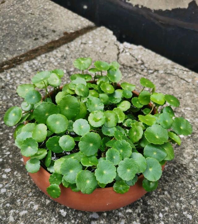 冬天养铜钱草，保证两点，生长快，叶绿更茂密