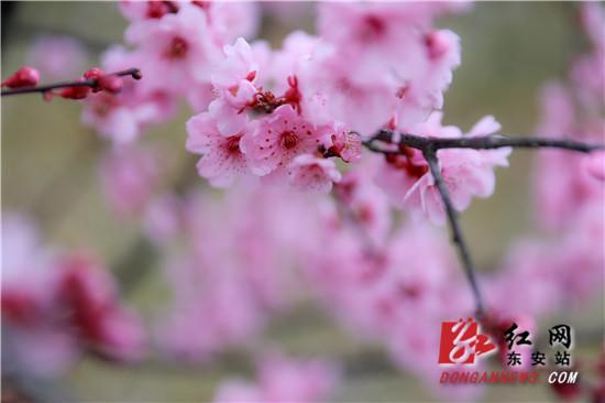红网▲东安:梅花开 游人来