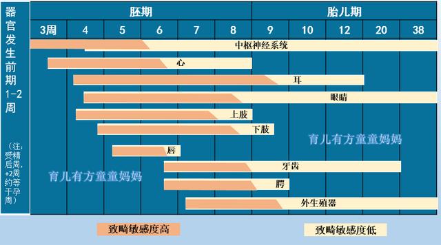 [超级宝妈]胎宝宝发育过程中致畸的敏感时期