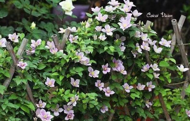 花朵|夏天养花“招虫子”？看完才明白养错花了