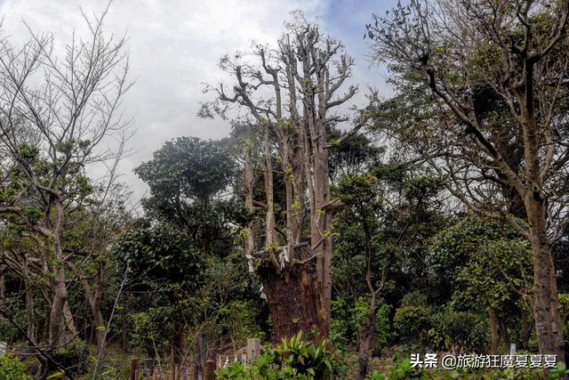 「世界那么大」日本这座岛屿,七千年前就有人居住,只供奉日本七福神中的辩才天