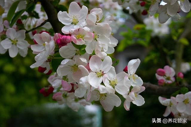 家有海棠花，和哪些植物搭配好？