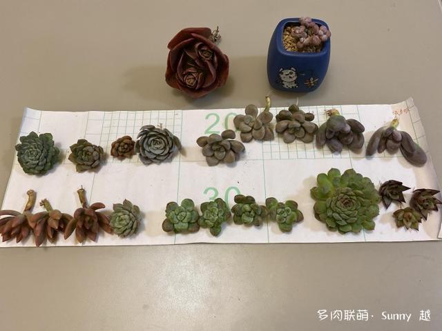 爱肉爱宝，不离不弃，未来可期