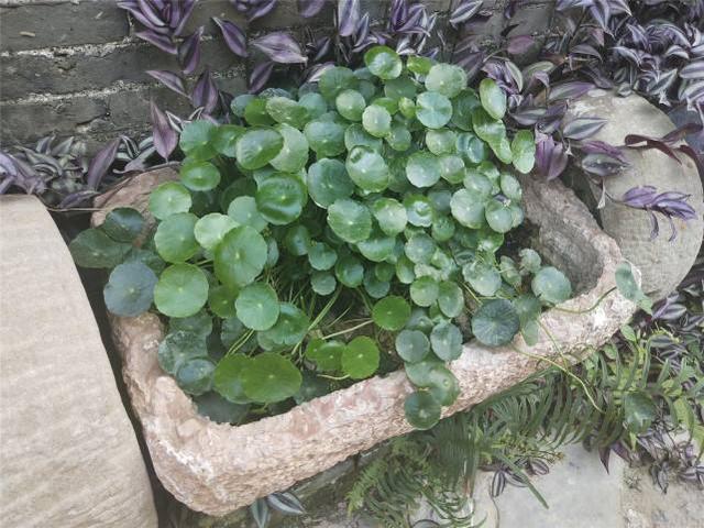 养这些植物，下雨了甭急着往屋里搬！淋雨反而好处多多