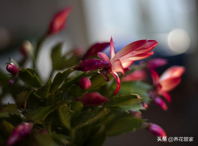 这5种花，冬天养一盆，天寒地冻照样开花