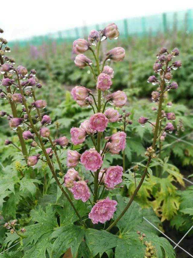 风靡花友圈的重瓣宿根飞燕草