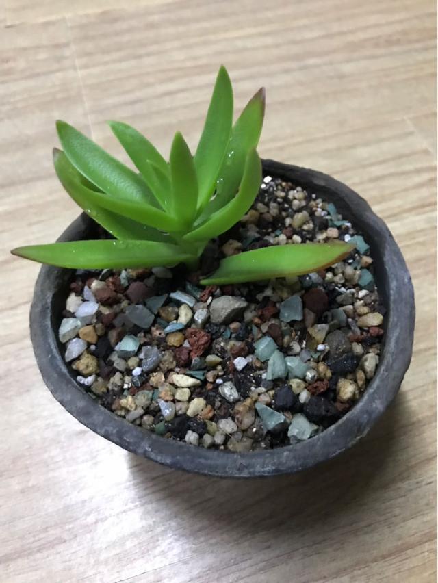 不同的花要用不同的花盆，用对花盆花长得旺，用错可能黄叶烂根