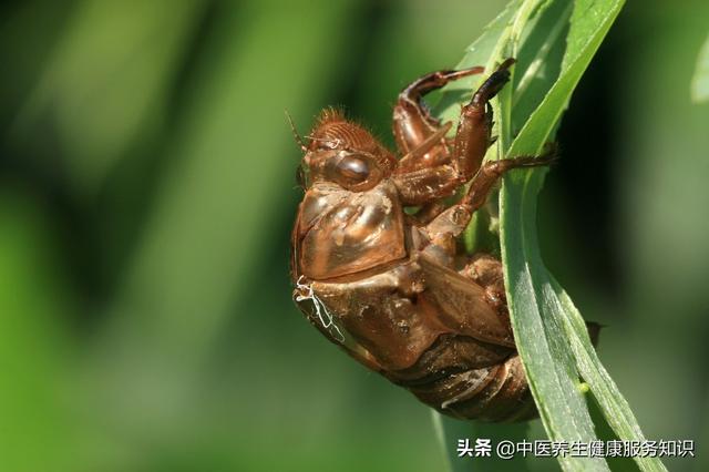 “蝉蜕”的功效及其应用