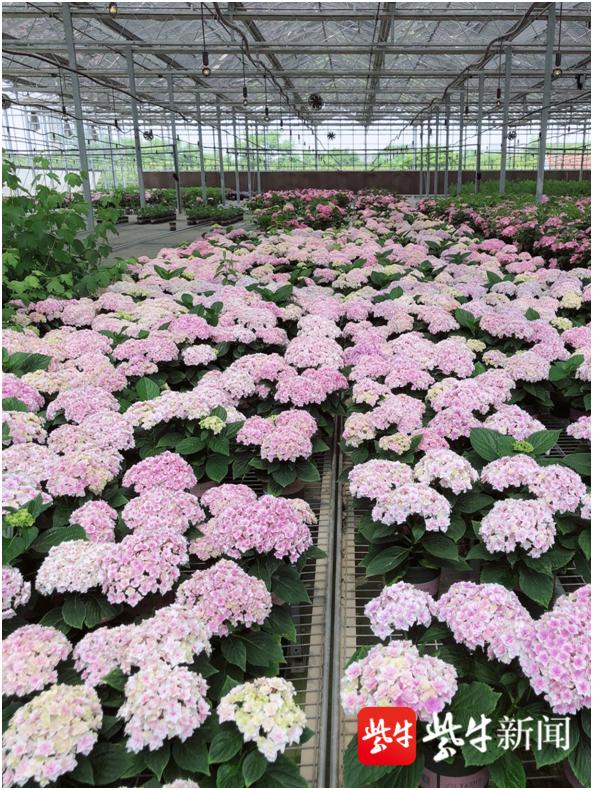 东洲|“90后”花房姑娘，返乡创业种出“致富花”