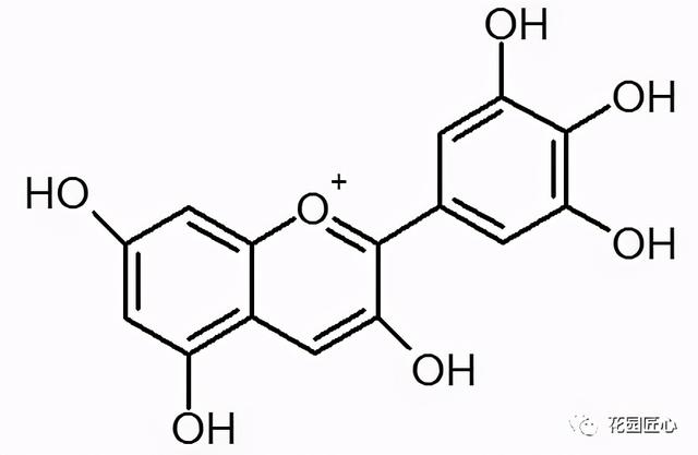 揭露绣球变色的秘密，蓝色、粉色随您喜好