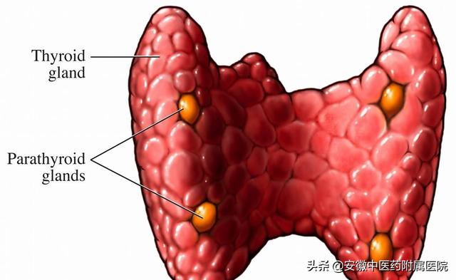 做好四件事，可让甲状腺癌离你远远的！但大多数人，都很难全做到