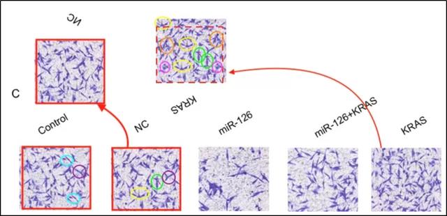 吉林大学第一医院多篇SCI”上榜”PubPeer