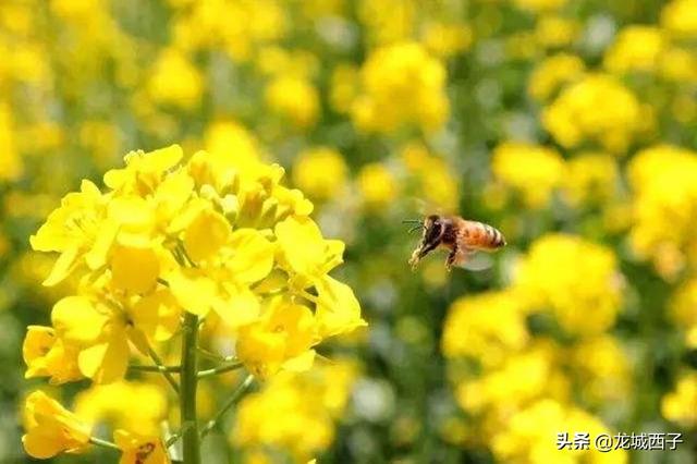 『旅行百事通』阳春三月、春暖花开，旅途中请注意您的言行举止，可否？