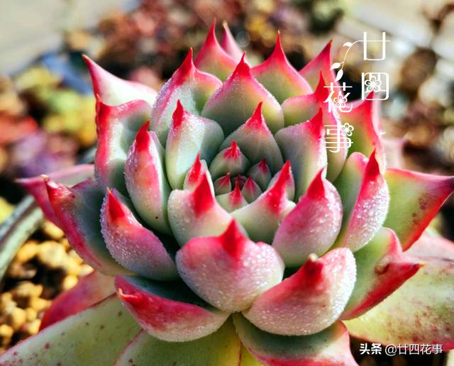 入冬养多肉，切记“1看、1多、1少”，美艳多汁，胖成肉球