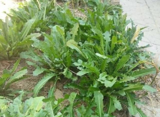 [你的育儿经]我的育儿观察——植物篇