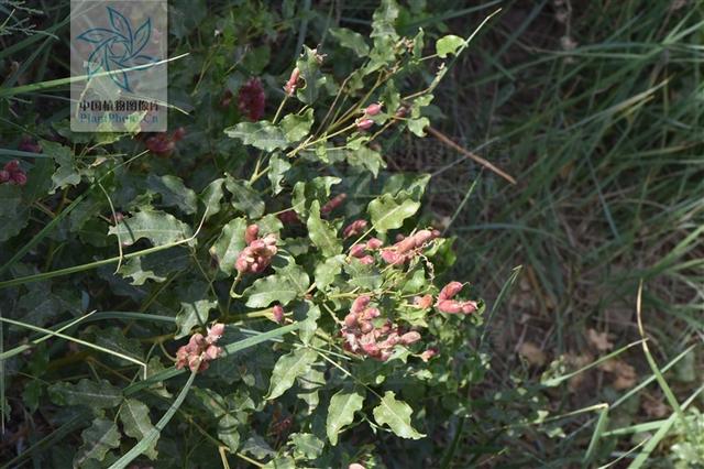 神农本草图经，薯蓣 菊花 甘草 人参 石斛 石龙芮