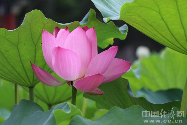 健脾|春季及时给身体“除湿”多吃这几种食物