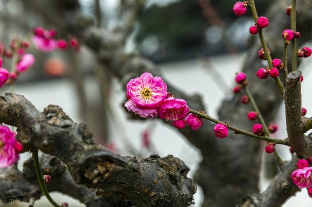 喜欢养花草，就别错过花中“四君子”，好看又有好寓意