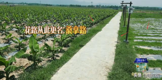 橘子味的猫|胡先煦问哪有西瓜苗?摄像师赶紧补了一个镜头特写,不是糊弄人吗