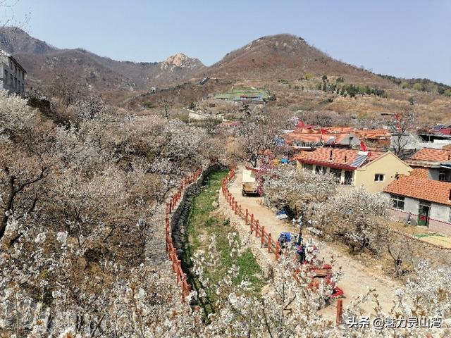 「旅行柚子君」青岛西海岸新区铁橛山下樱花盛开