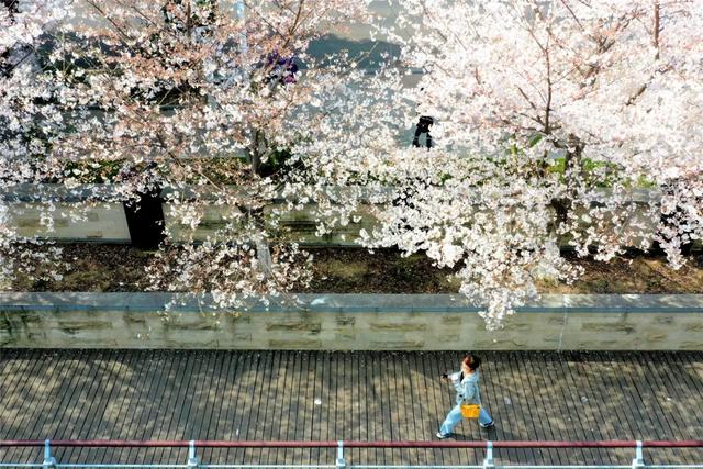 「趣旅游」趁樱色,入画来!