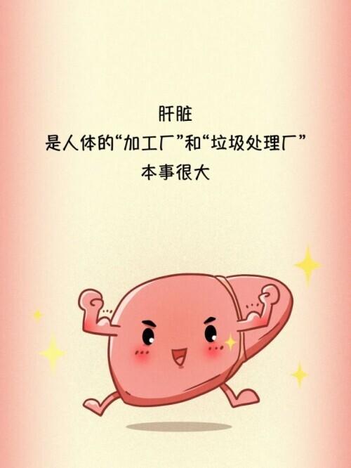肝脏|肝脏受伤全过程