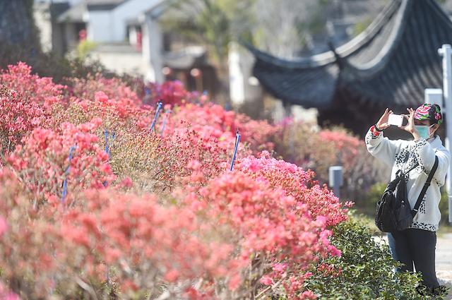 [全国党媒信息公共平台]南京门东又添网红景观，映山红花海“爬上”明城墙