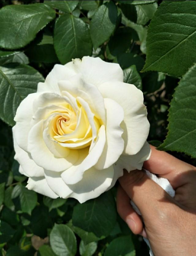 「超级宝妈」尊重健康,敬畏生命(流产需谨慎)