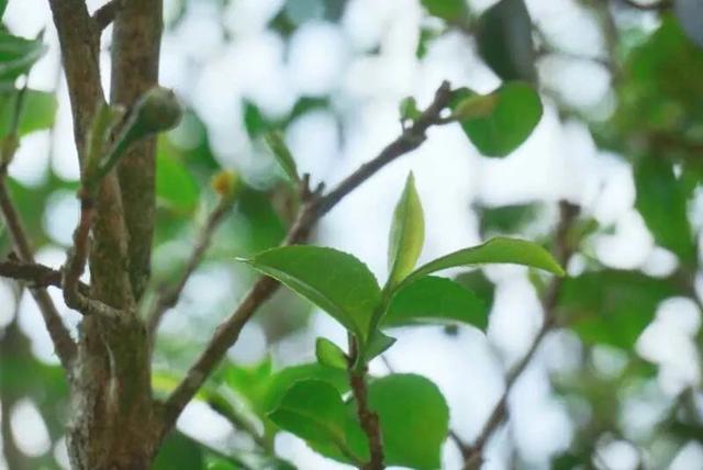 在这里遇见你，醉了春花秋月的懵懂，醉了风霜雨雪的空蒙