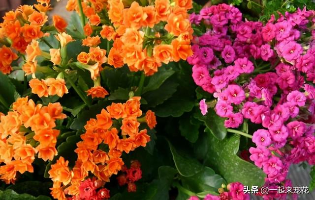 11月逛花市，4种花别错过，现在养一盆，不愁冬天没花赏