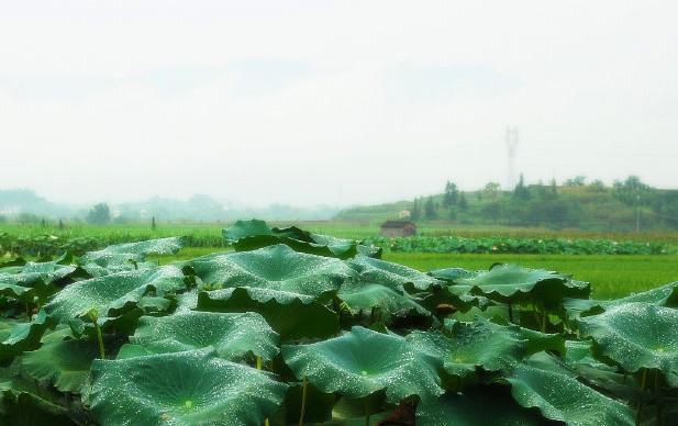 旅行柚子君@春天最适合去哪里玩？安徽这几个古镇美不胜收，特别是下雨天