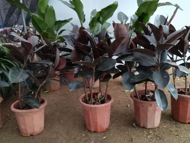 橡皮树叶子总变黄不够亮，不担心，学会3个方法后叶子返青快