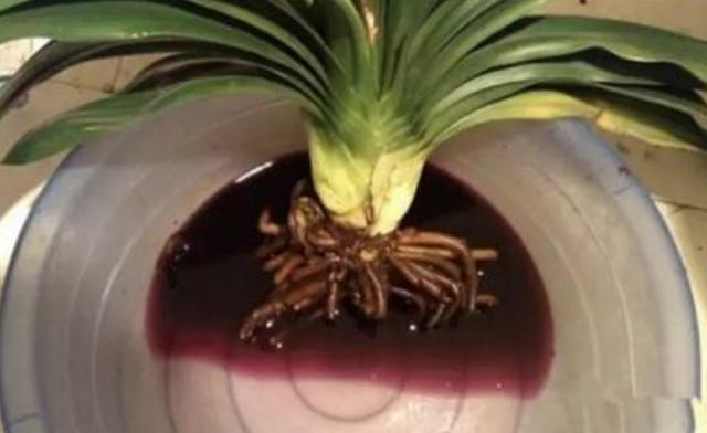 君子兰烂根不要扔，用这种方法处理，一个月长满新根