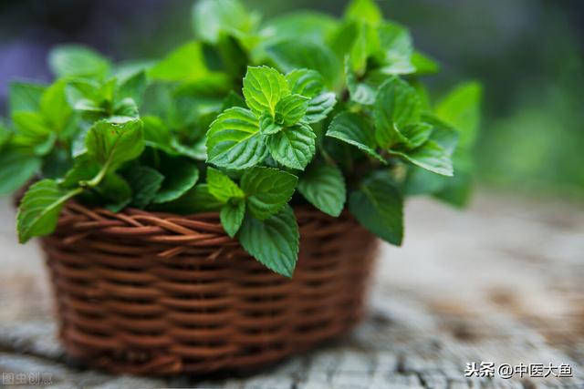 张廷模中药学讲稿 22 细辛 苍耳 辛夷 藁本 薄荷 牛蒡子