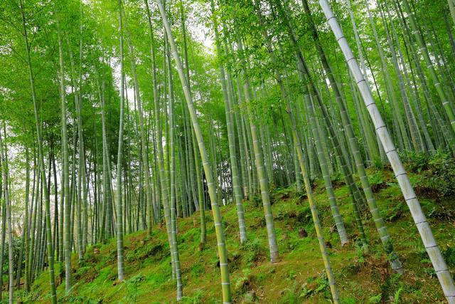 动物有牛黄等名贵中药，没想到植物也有类似的“宝”，称作天竹黄