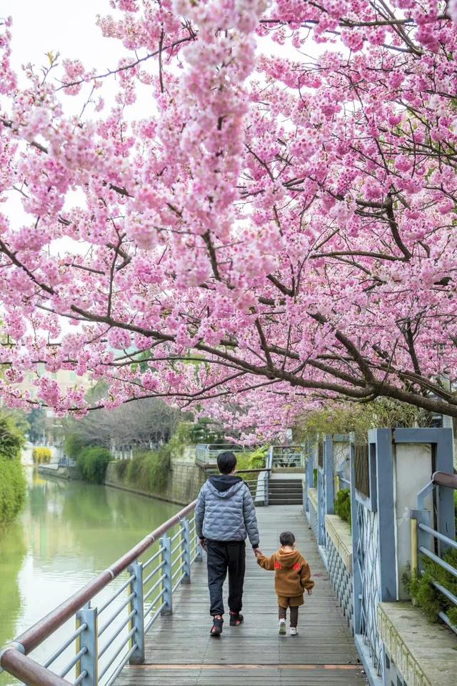 「趣旅游」趁樱色,入画来!