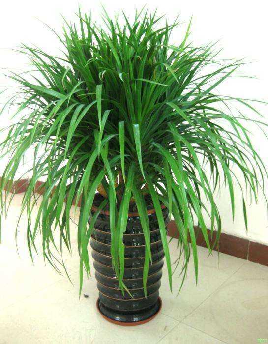 6种好养、陶冶情操的绿植，摆在家里净化空气，提高家居舒适感