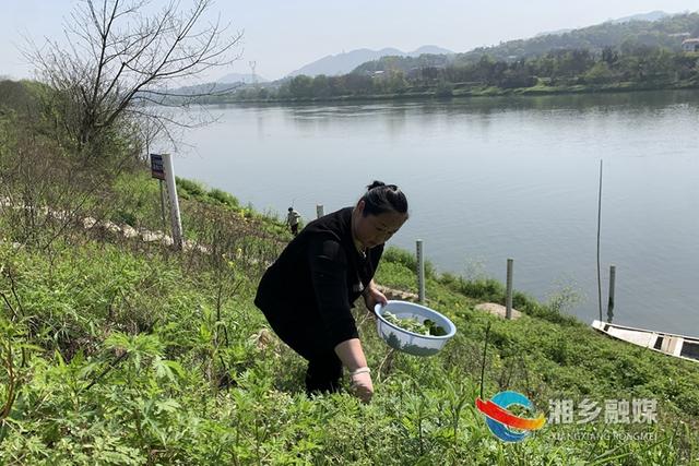 蒿子|湘乡：春风摇曳野蒿香 又到吃蒿子粑粑的时节了