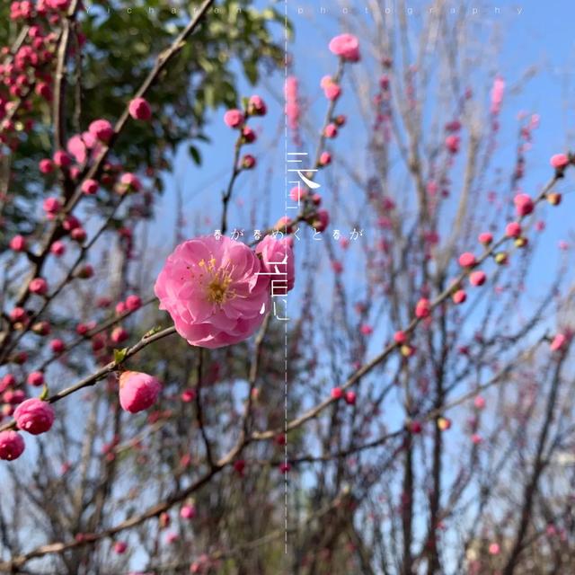 「旅行百事通」实名曝光西安这几个地方的春天，太美了…