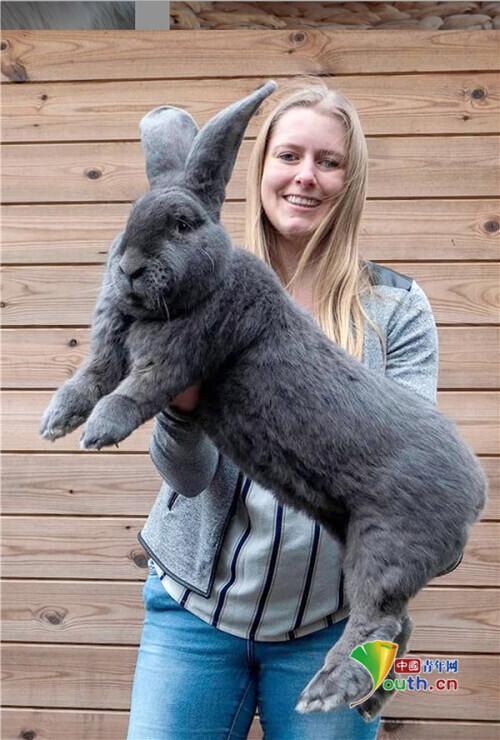 比利时女子饲养26只兔子 体型庞大惊呆众人