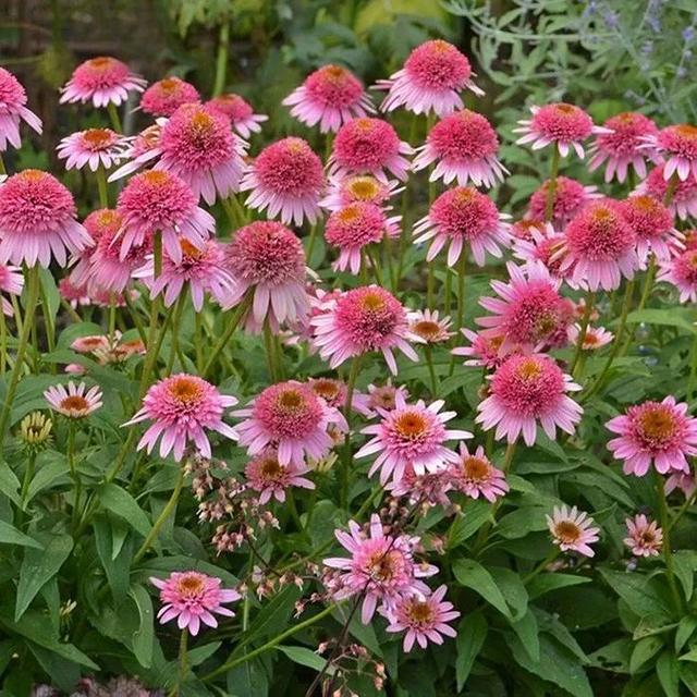 夏季庭院里一抹浓艳的色彩——松果菊