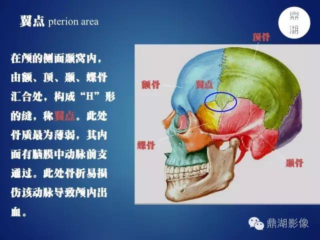 WoW，最全神经系统解剖图来了