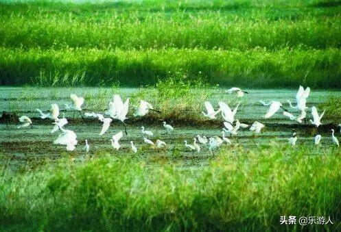 #行路万里#辽宁竟私藏了一片颜值超高的红海滩