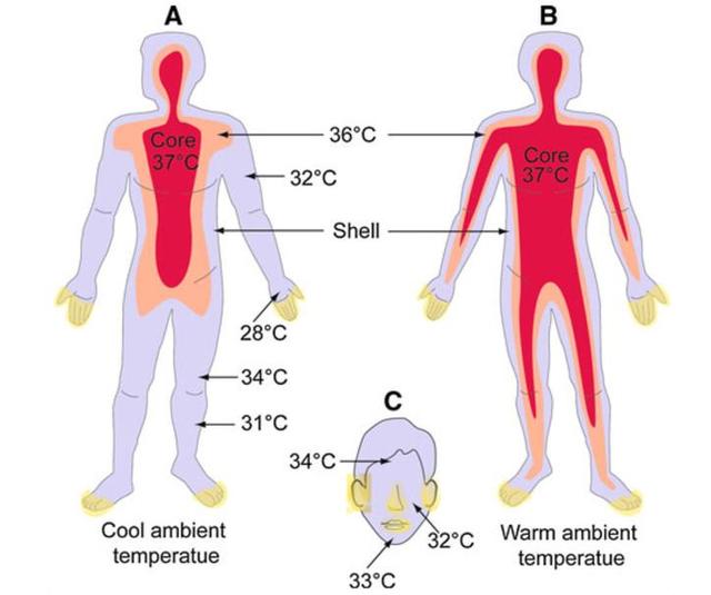 37度非正常体温？人体温度逐渐下降，全球大流行原因找到了？