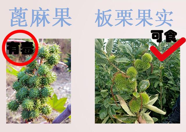 #健康零距离#错认食物误食中毒?在海南注意别误食这些,收藏