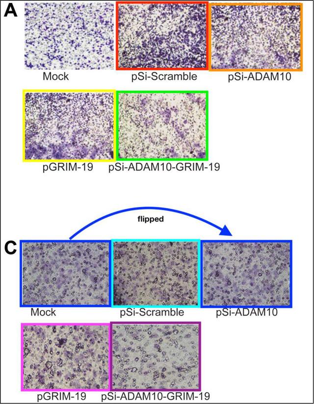 吉林大学第一医院多篇SCI”上榜”PubPeer