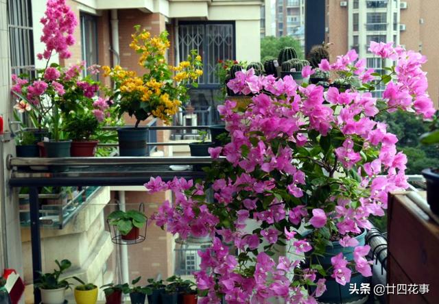 家养3种花，让它们“交接班”，一年开花365天，阳台变花海