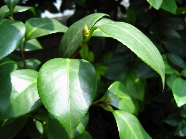 秋冬季节茶花叶片卷曲，原来是这三个问题，你知道吗？