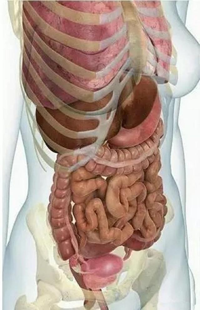 【超级宝妈】怀孕后，孕妇的内脏会有什么变化？看完就明白了，真的会特别心疼
