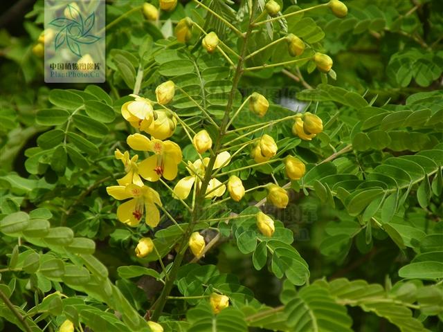 神农本草图经 | 兰草（佩兰） 云实 徐长卿 茜根 营实